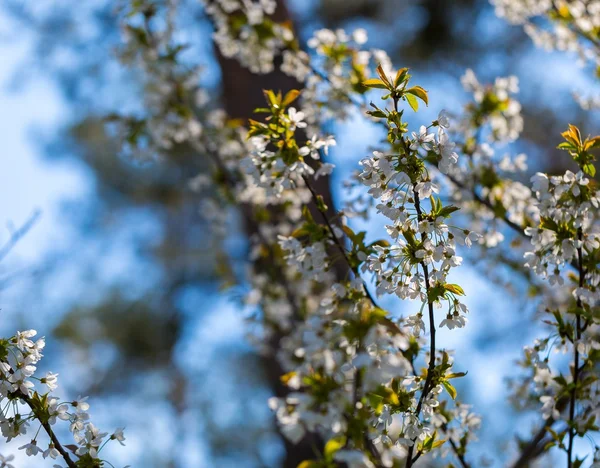 Kirschbaumblüten blühen im Frühling — Stockfoto