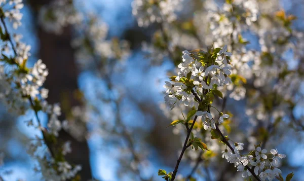 Flores de cerejeira florescendo na primavera — Fotografia de Stock