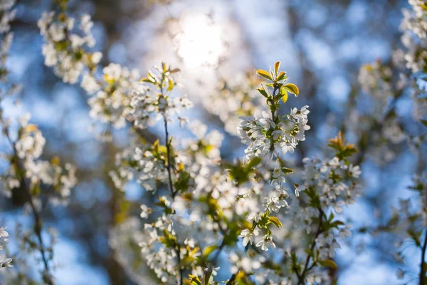 Kirschbaumblüten blühen im Frühling — Stockfoto