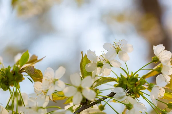 Flores de cerejeira florescendo na primavera — Fotografia de Stock