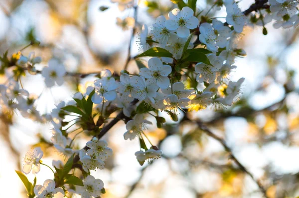 Kirschbaumblüten blühen im Frühling — Stockfoto