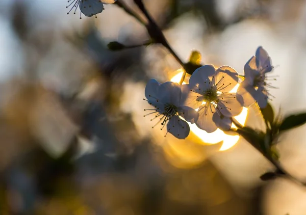 Flores de cerezo floreciendo en primavera — Foto de Stock