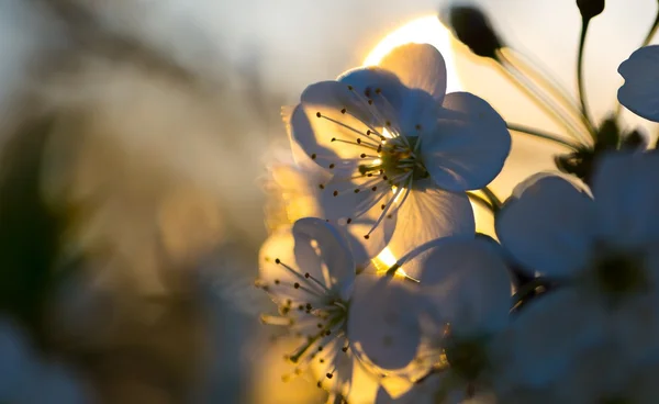 Flores de cerezo floreciendo en primavera — Foto de Stock