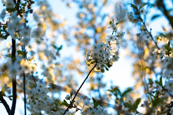 Třešňové květy kvetoucí na jaře — Stock fotografie