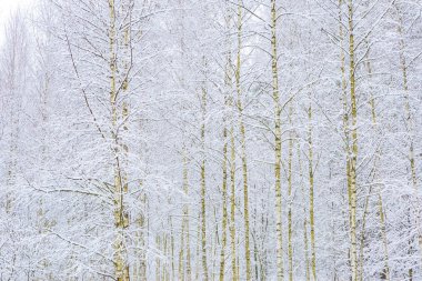 Winter in european birch forest clipart