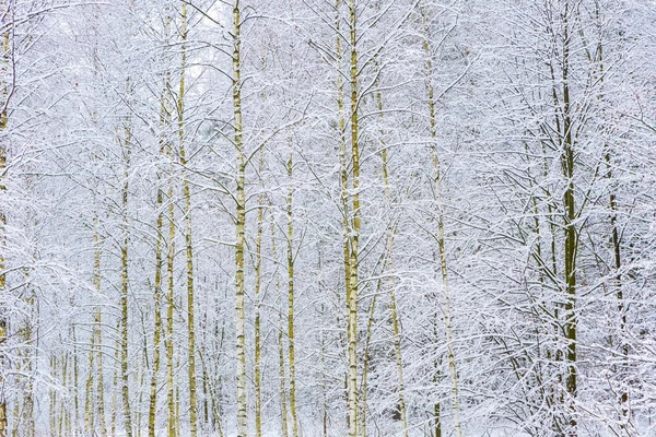 Winter in european birch forest — Stock Photo, Image