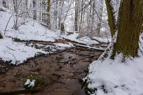 Invierno en bosque europeo con pequeño arroyo — Foto de Stock