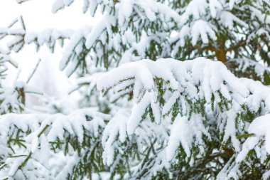 Kar altında çam dalı