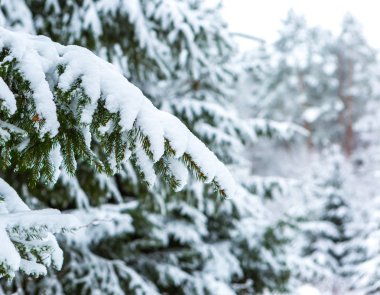 Kar altında çam dalı