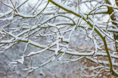 Kar ile kaplı decideous ağacının dalını