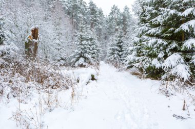Kış aylarında Avrupa Orman