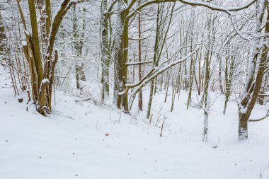 Kış aylarında Avrupa Orman