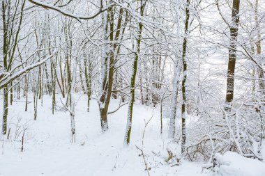 Kış aylarında Avrupa Orman
