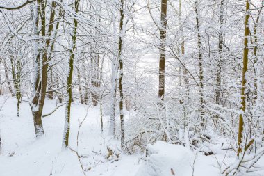Kış aylarında Avrupa Orman