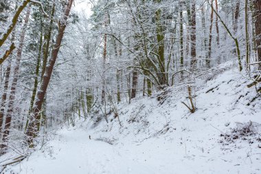 Kış aylarında Avrupa Orman