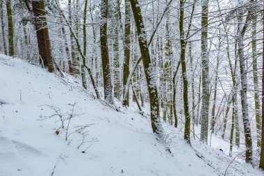 Kış aylarında Avrupa Orman
