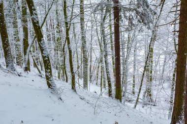 Kış aylarında Avrupa Orman