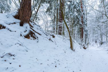 Kış aylarında Avrupa Orman