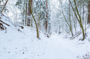 Kış aylarında Avrupa Orman