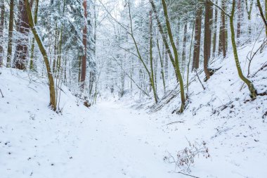 Kış aylarında Avrupa Orman