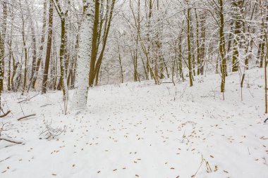 Kış aylarında Avrupa Orman