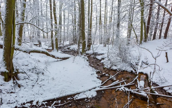 Invierno en bosque europeo con pequeño arroyo —  Fotos de Stock