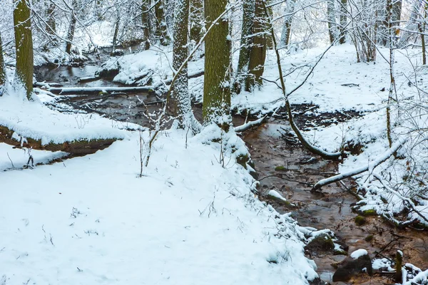 Invierno en bosque europeo con pequeño arroyo —  Fotos de Stock