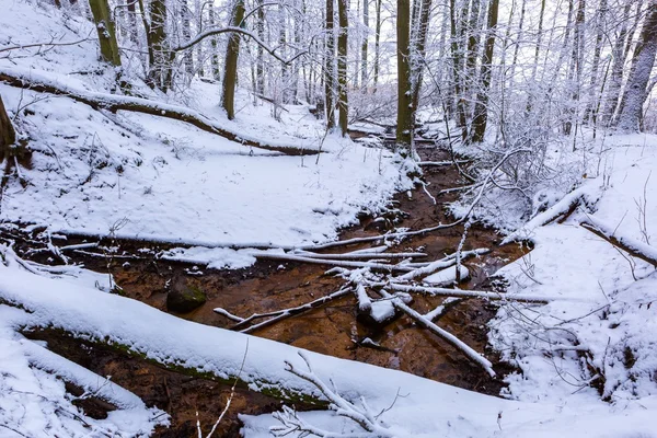 Invierno en bosque europeo con pequeño arroyo — Foto de Stock
