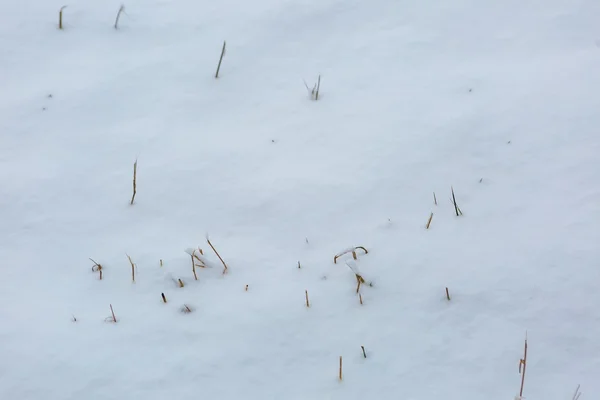 Snow field background with withered grass — Stock Photo, Image