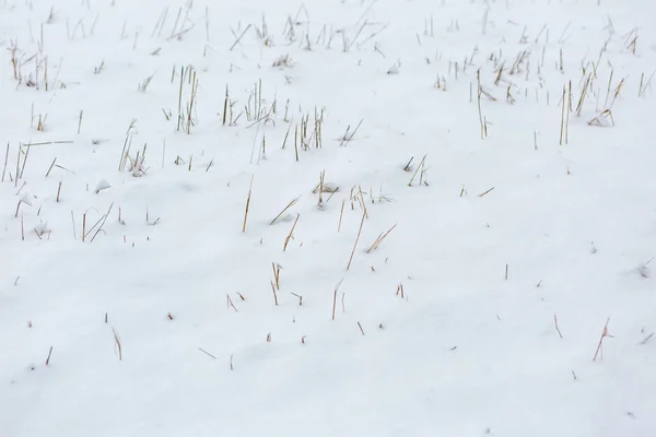 Campo de neve fundo com grama murcha — Fotografia de Stock