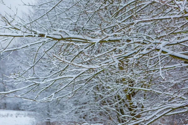 Gałąź drzewa decideous, pokryte śniegiem — Zdjęcie stockowe