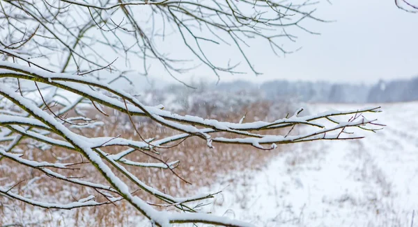 Rama de árbol de hoja caduca cubierta de nieve — Foto de Stock