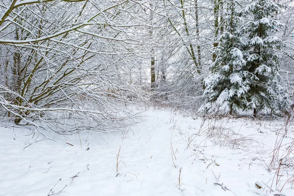 Inverno na floresta europeia — Fotografia de Stock