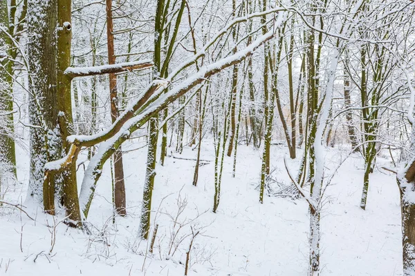 Winter in european forest — Stock Photo, Image