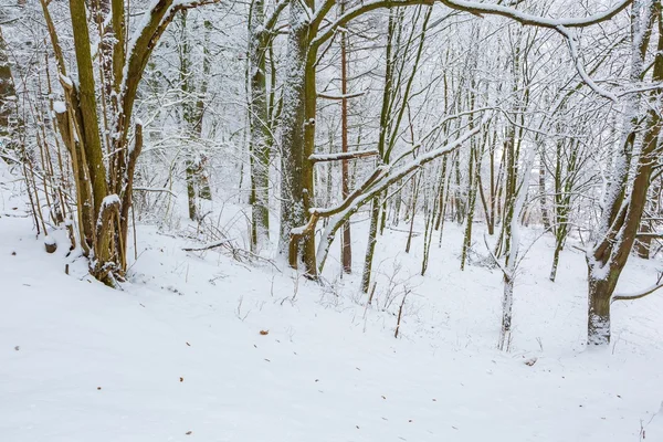 Hiver en forêt européenne — Photo