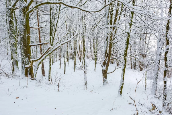 Hiver en forêt européenne — Photo