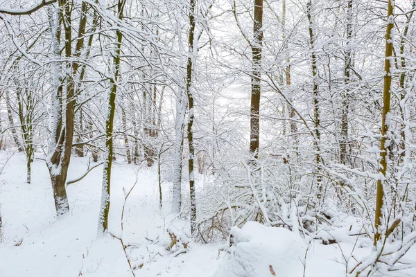 Kış aylarında Avrupa Orman