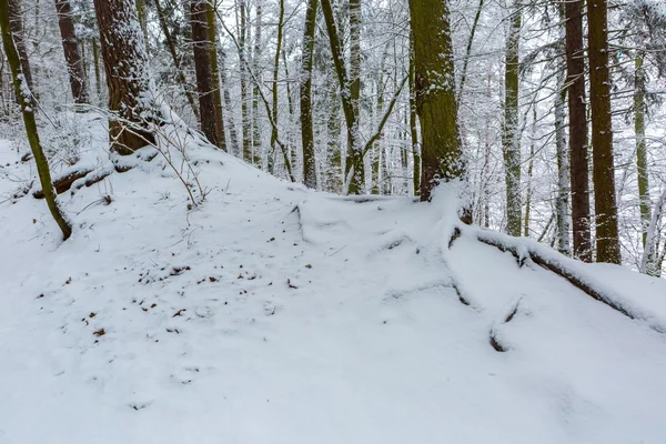 Winter in Europese bossen — Stockfoto