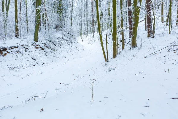 Hiver en forêt européenne — Photo