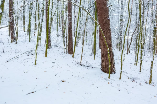 Winter in european forest — Stock Photo, Image