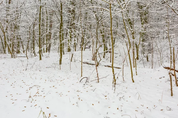 Inverno na floresta europeia — Fotografia de Stock