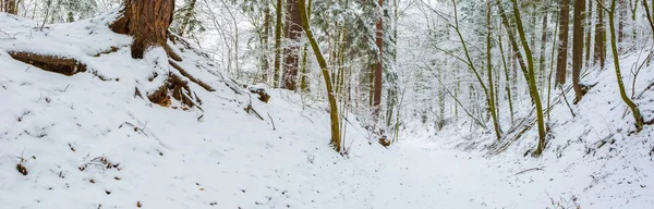 Winter in european forest — Stock Photo, Image