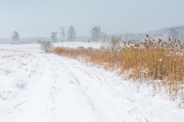 Kış alan bulutlu gri gökyüzü altında