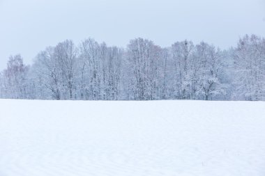 Kış alan bulutlu gri gökyüzü altında