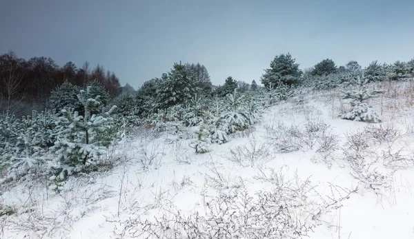 Winter field under cloudy gray sky