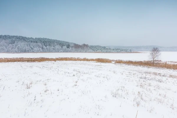 Campo de invierno bajo cielo gris nublado — Foto de Stock