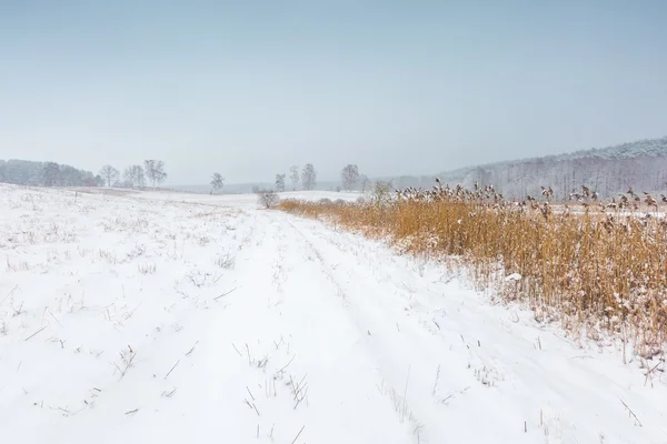 Zimowe pole pod pochmurne niebo szare — Zdjęcie stockowe
