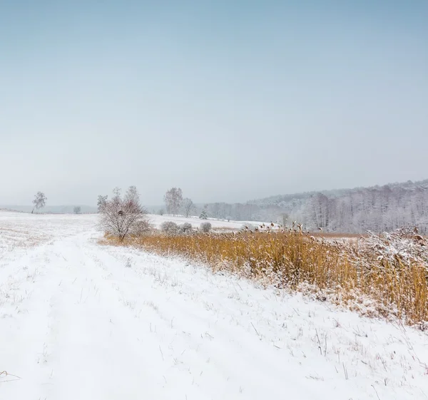 Campo de inverno sob céu cinza nublado — Fotografia de Stock