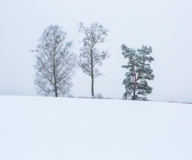 Kış alan bulutlu gri gökyüzü altında