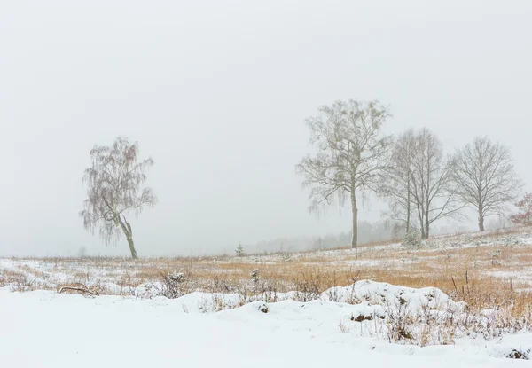 Winter field under cloudy gray sky — Stock Photo, Image